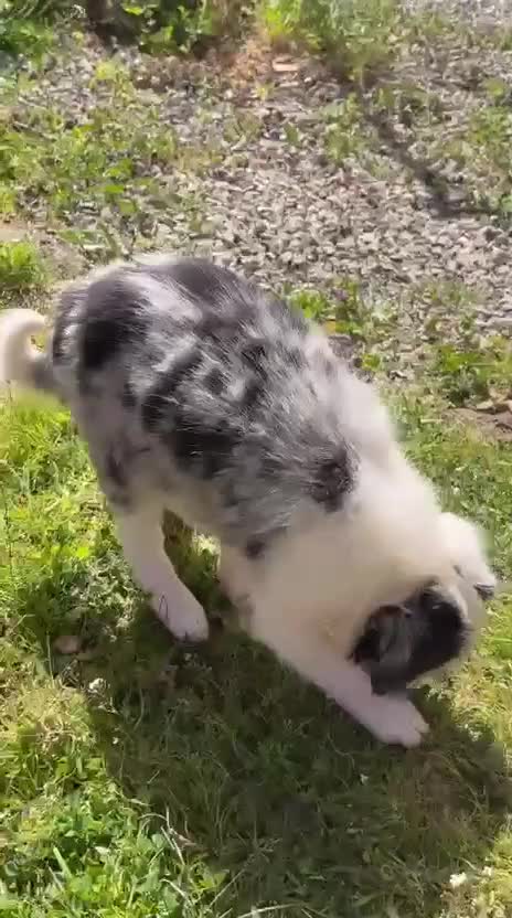 Border Collie perros en venta: Border collie merle - Video 1