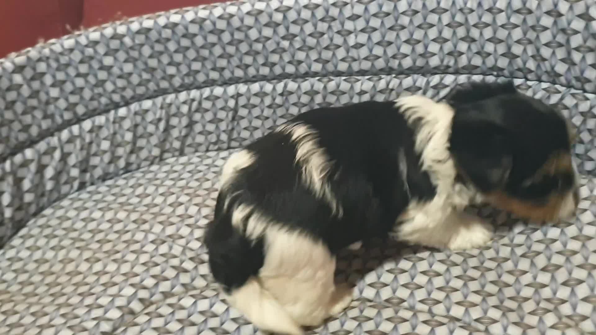 Biewer Yorkshire Terrier a la Pom Pon perros en venta: Biewer con pedigree - Video 1
