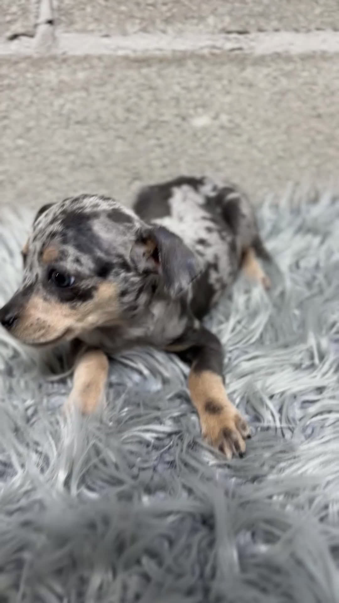 Pinscher Miniatura perros en venta: Minipincher Merle  - Video 1