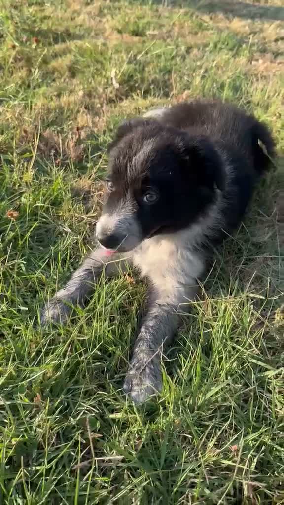 Border Collie perros en venta: Cachorros de Border Collie - Video 3