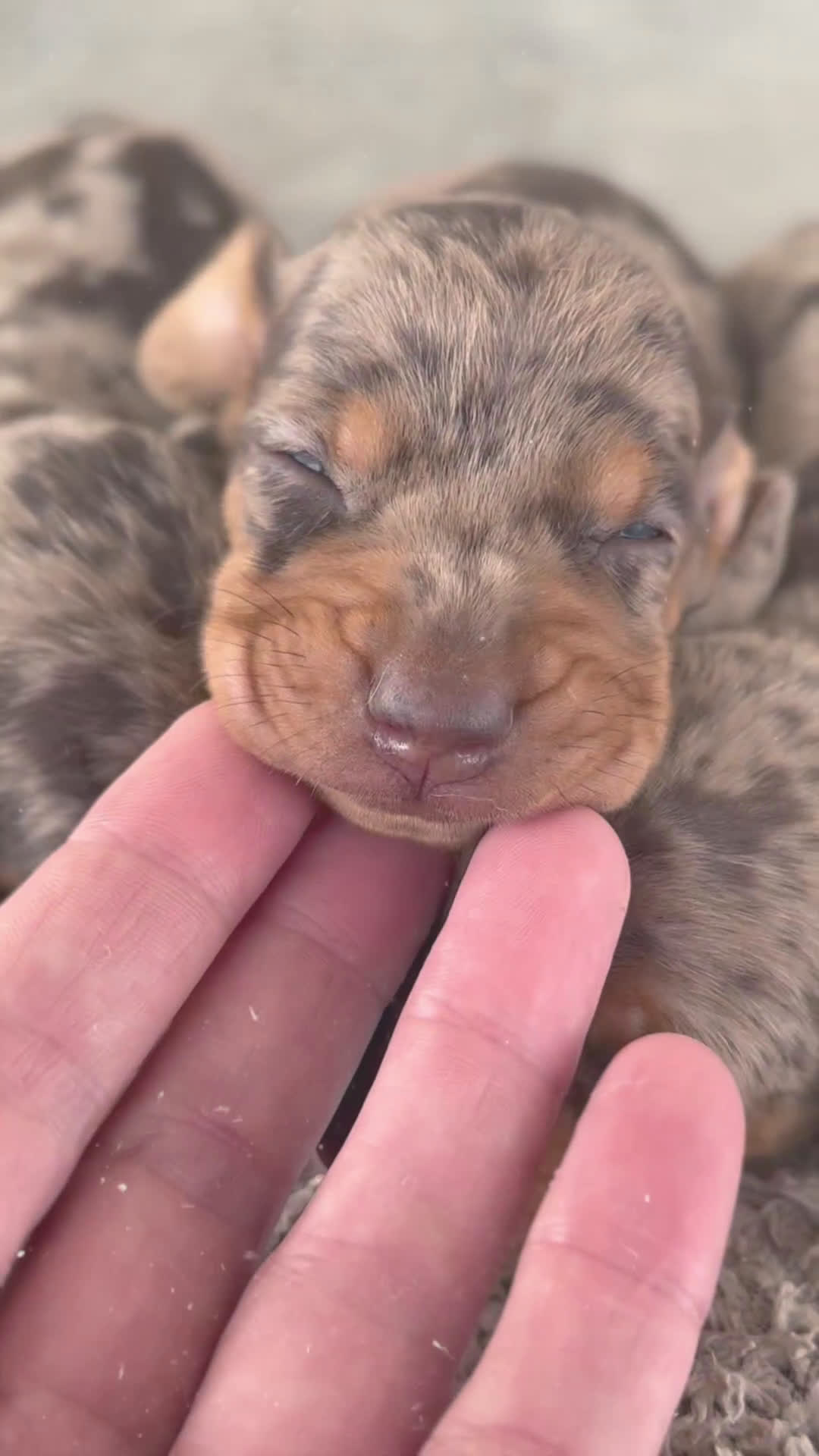 Teckel Miniatura perros en venta: 🐾 Kodat, Byron y Curry – Teckel miniatura 🐾 - Video 1