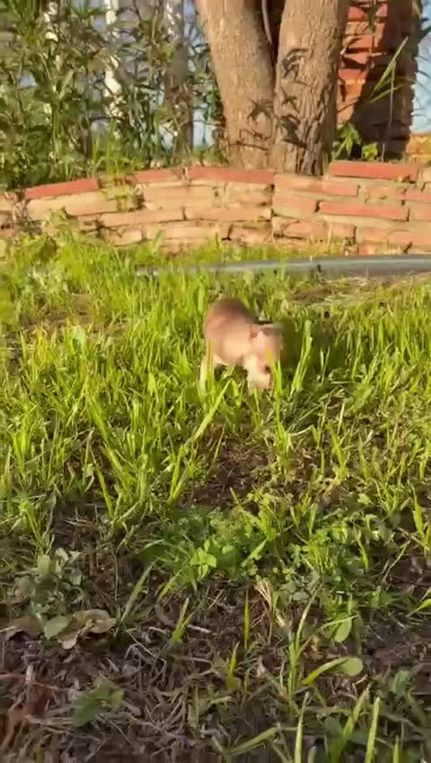 Chihuahua perros en venta: Chihuahua  - Video 2