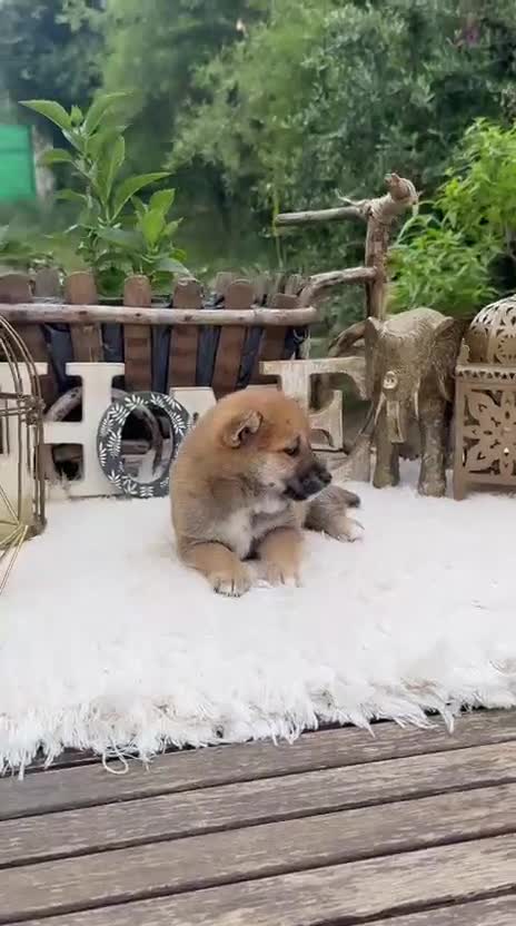 Shiba Inu perros en venta: Shiba Inu preciosos bebes Rojos  - Video 1