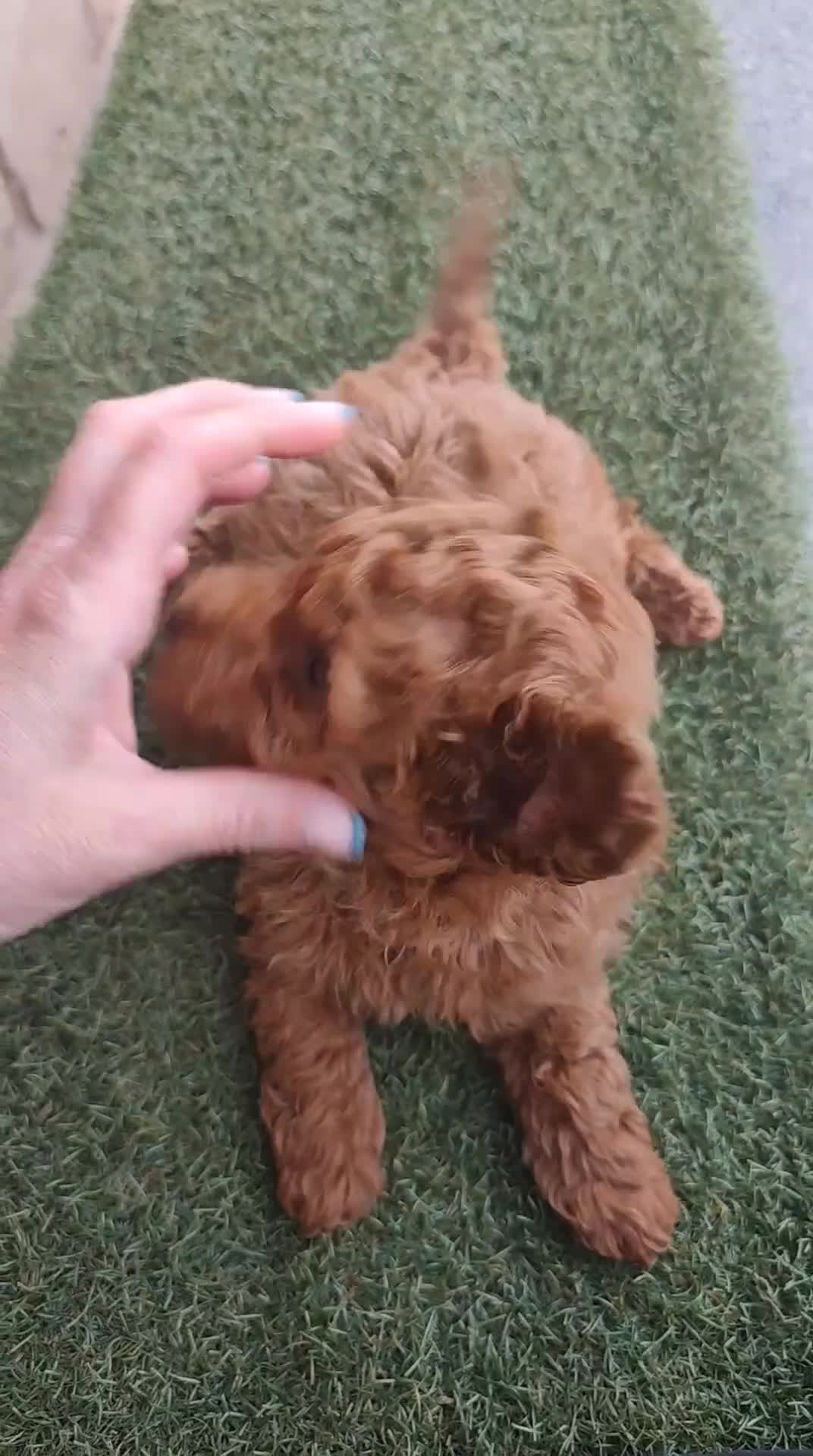 Caniche Toy perros en venta: Caniche Macho toy rojo en Madrid - Video 1