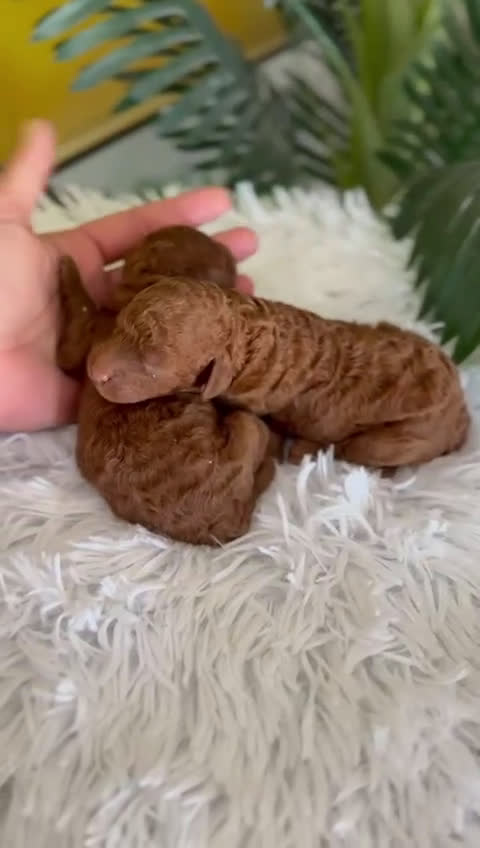 Caniche Toy perros en venta: CANICHE TOY ROJO - Video 1