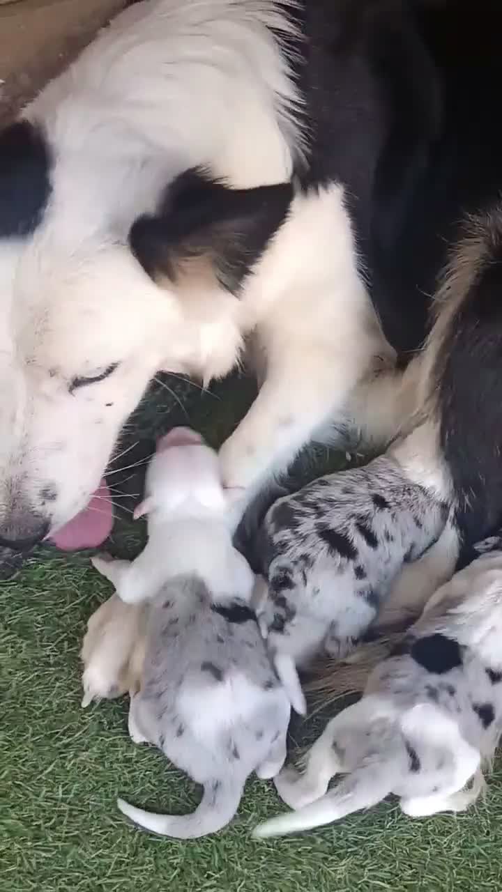Border Collie perros en venta: Border collie  - Video 1