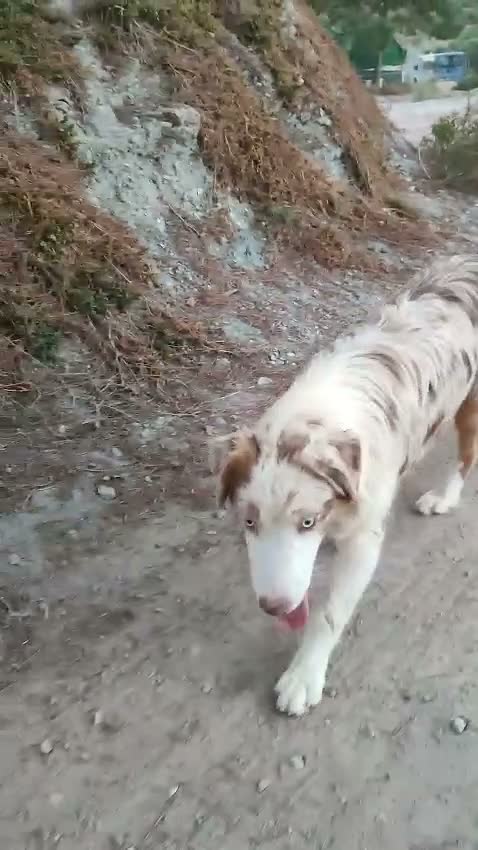 Pastor Australiano perros en venta: PASTOR AUSTRALIANO  - Video 2