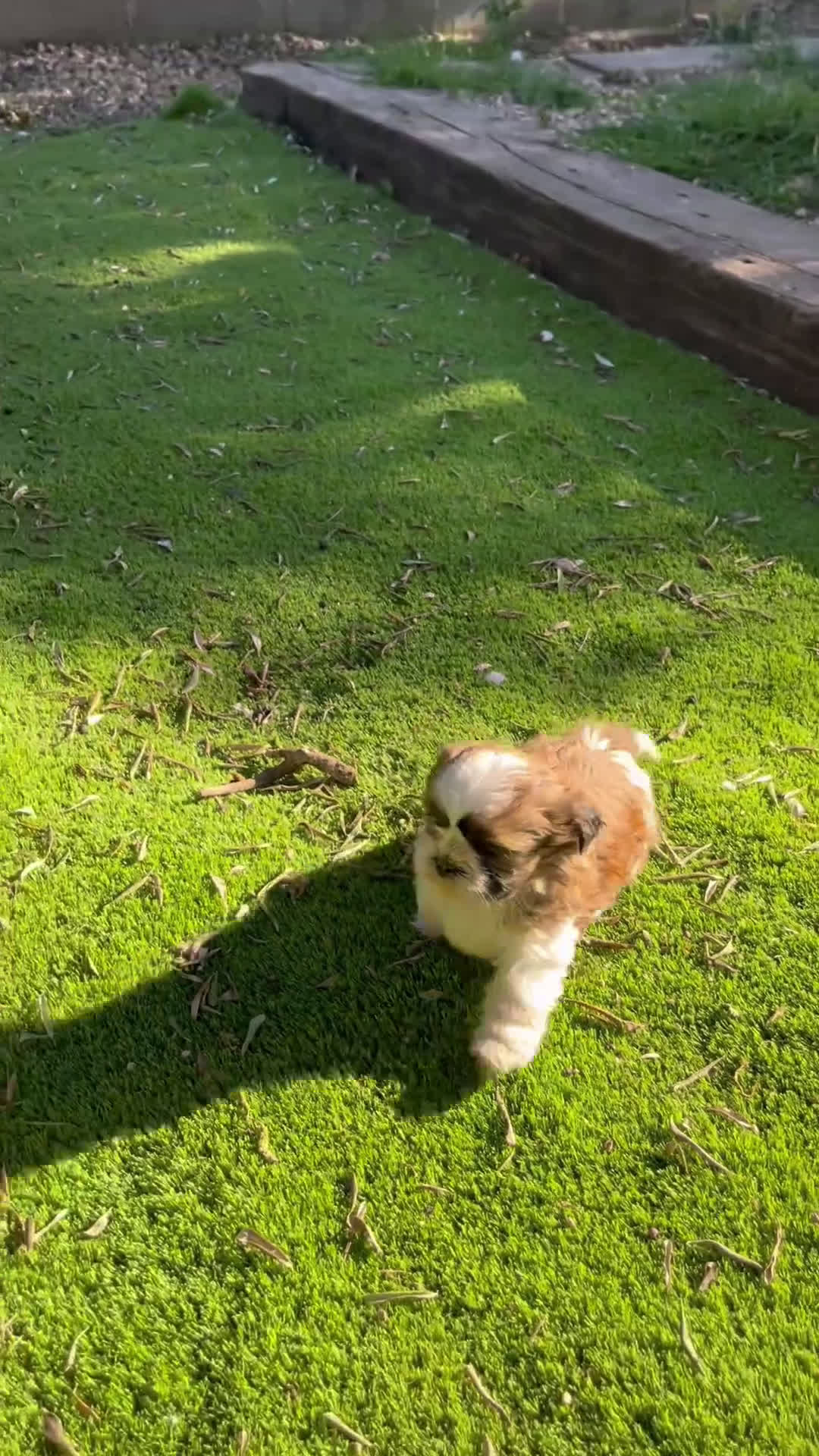 Shih Tzu perros en venta: Shih tzu en Barcelona 🐾 - Video 1