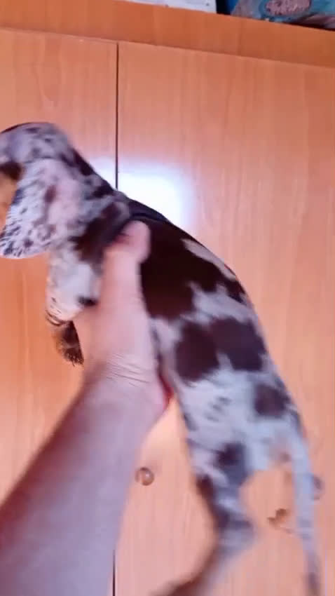 Teckel Miniatura perros en venta: Teckel kaninchen  - Video 1