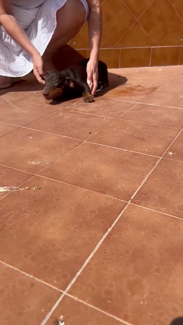 Teckel perros en venta: TECKEL HEMBRA CHOCOLATE - Video 1