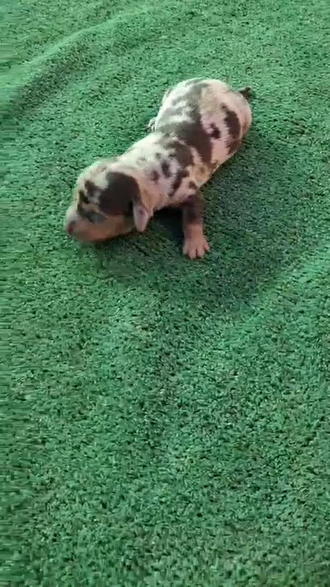 Teckel Miniatura perros en venta: Última hembra arlequín chocolate  disponible   - Video 1