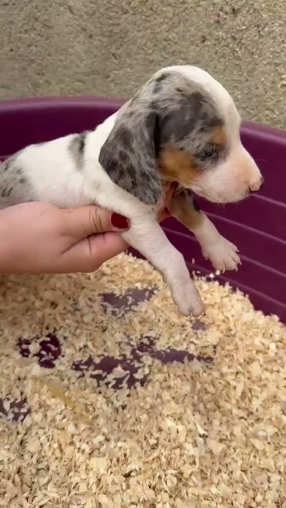Teckel Miniatura perros en venta: Teckel miniatura - Video 1