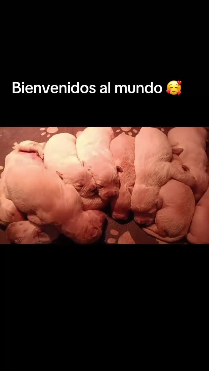 Golden Retriever perros en venta: Preciso dos cachorros de golden retriever  - Video 2