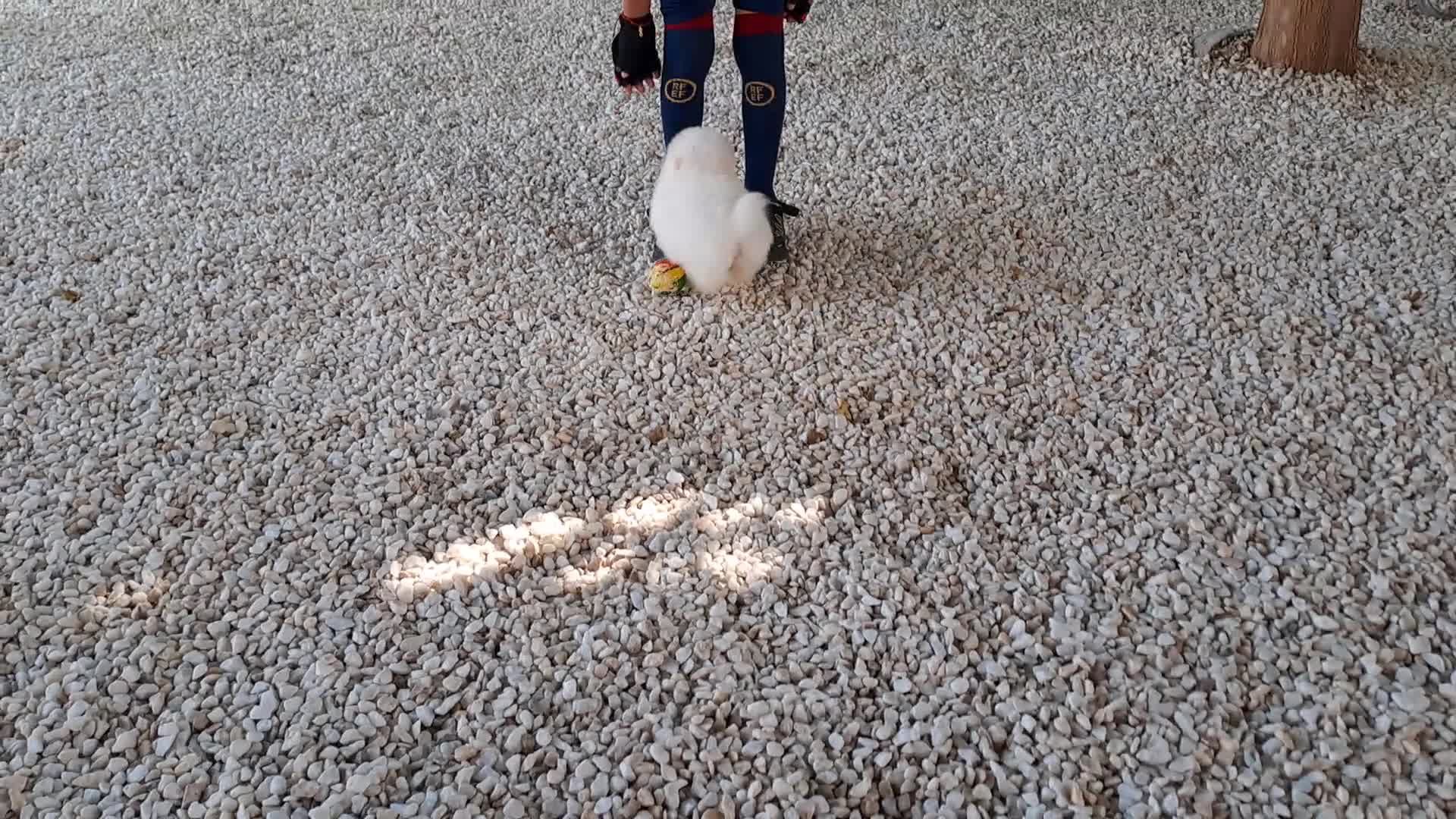 Pomerania perros en venta: Cachorrita Lulu de Pomerania Mini  - Video 2