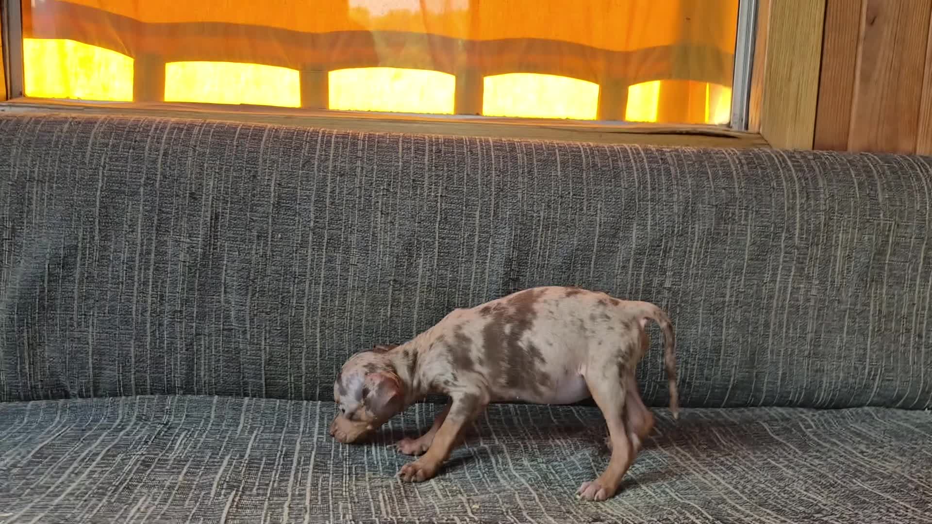 Pinscher Miniatura perros en venta: Pincher miniatura merle Chocolate  - Video 1