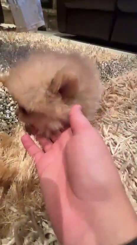 Pomerania perros en venta: CAMADA DE POMERANIA,SE PUEDEN VER,SIN COMPROMISO  - Video 1