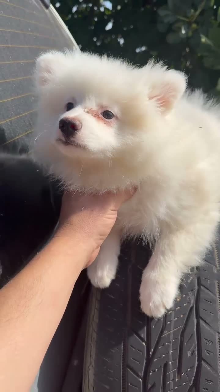 Pomerania perros en venta: Pomerania - Video 1