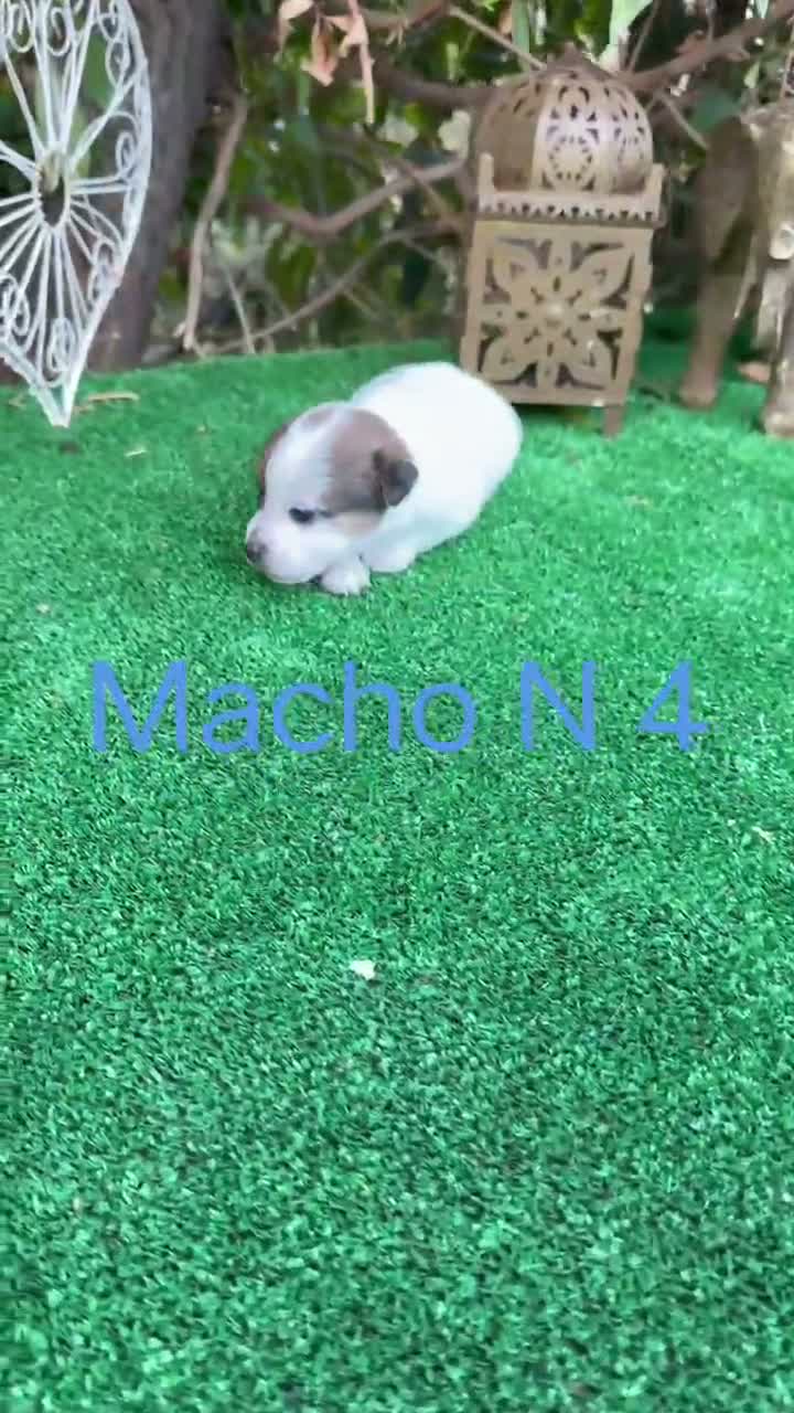 Jack Russell Terrier perros en venta: Jack Russell preciosos cachorros disponibles  - Video 2