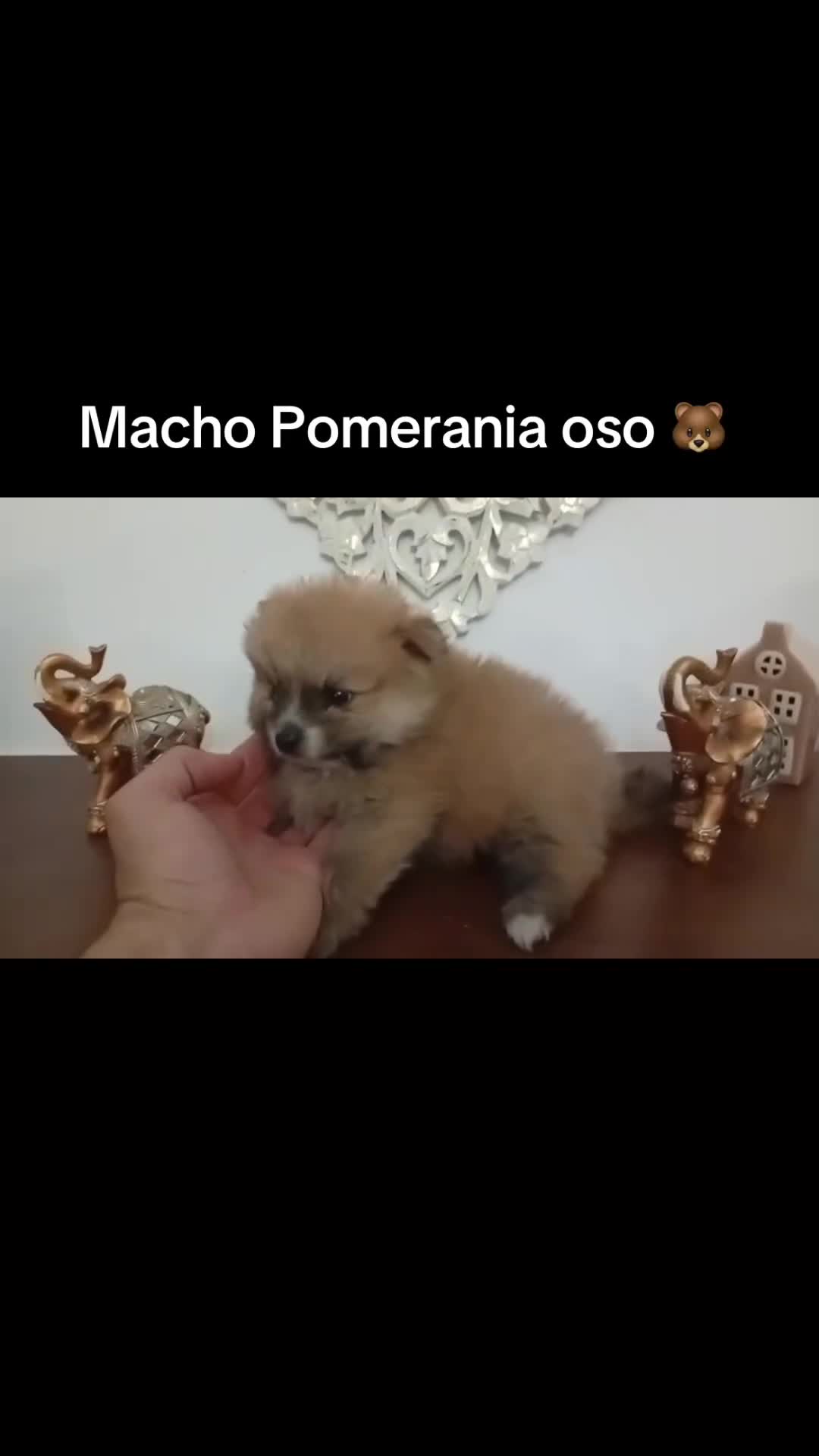 Pomerania perros en venta: Pomerania oso - Video 2