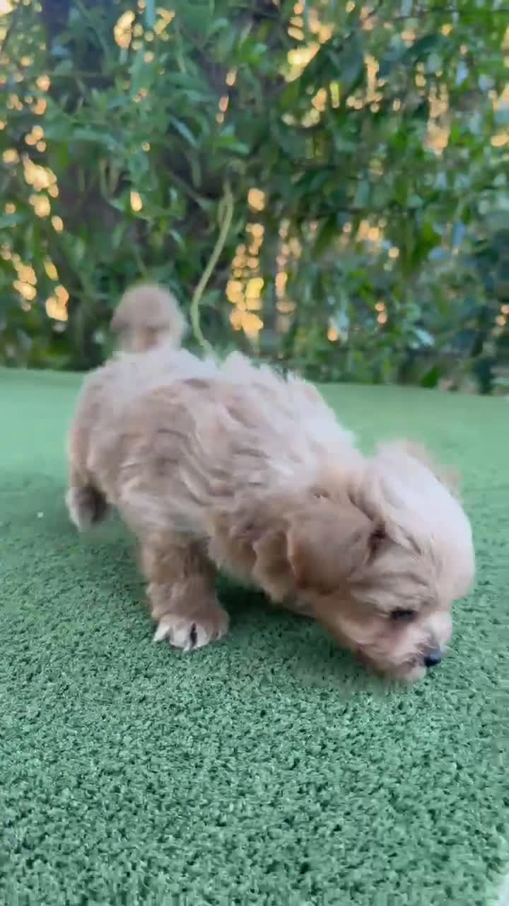 Maltipoo perros en venta: Maltipoo super Toy hembra disponible  - Video 2