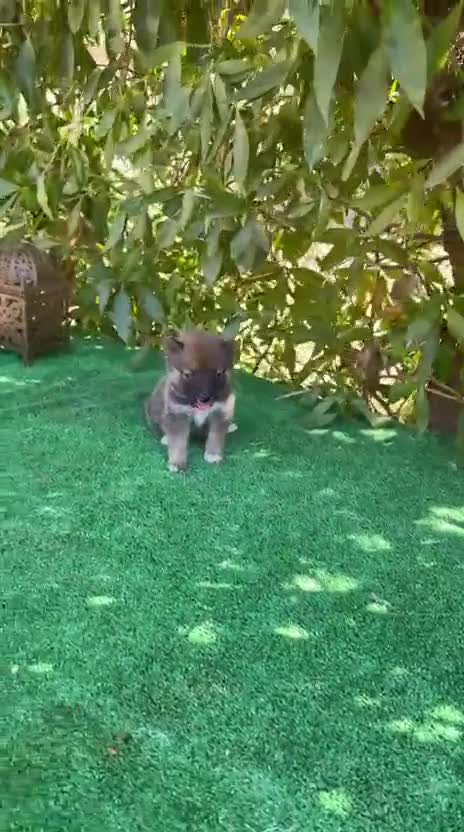 Shiba Inu perros en venta: Shiba Inu negro y rojos espectaculares bebes  - Video 3