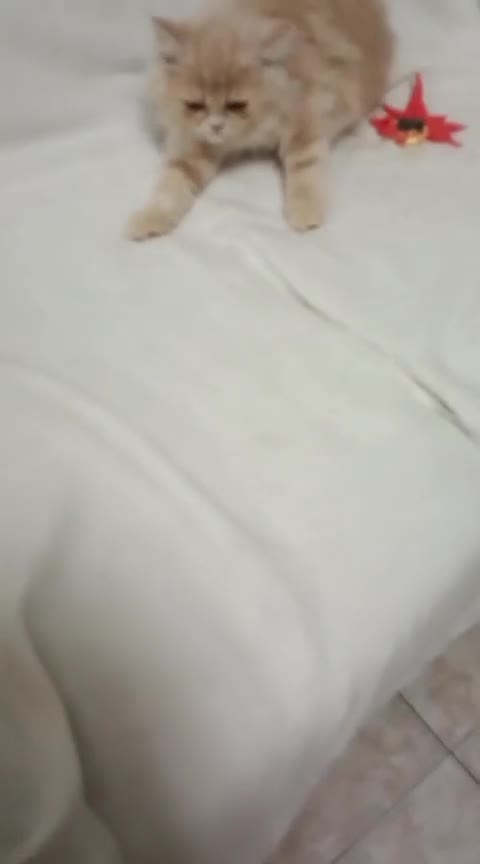 Exótico de Pelo Largo gatos en venta: Gatito exótico - Video 1