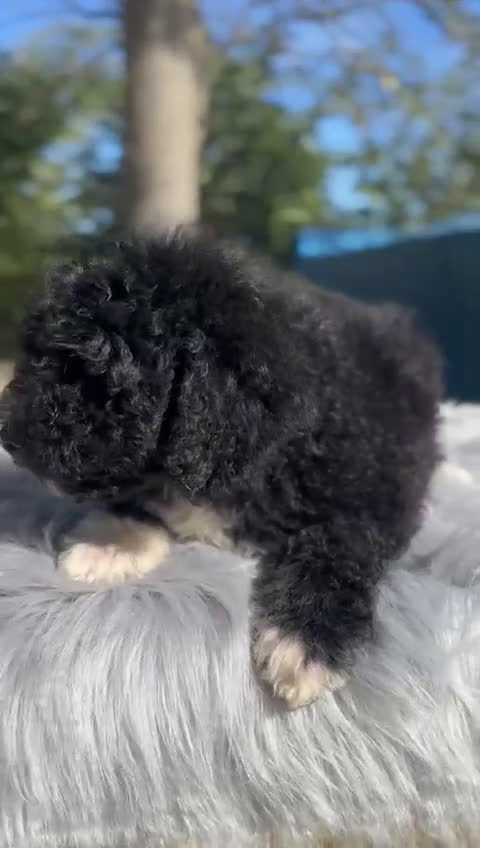 Perro de Agua Español perros en venta: Perro de agua español  - Video 1