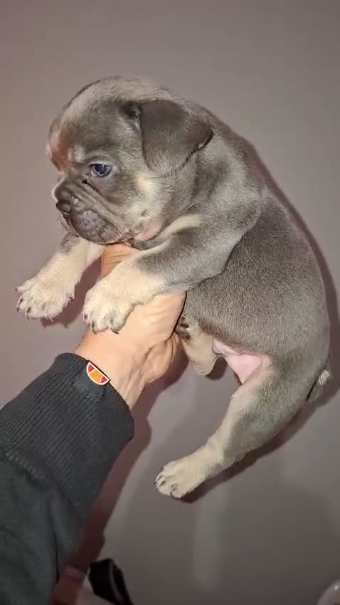 Bulldog Francés perros en venta: Macho Bulldog frances tri blue fawn - Video 1