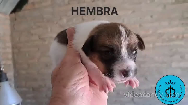 Jack Russell Terrier perros en venta: JACK RUSSELL PEDEGREE (LOE) - Video 2