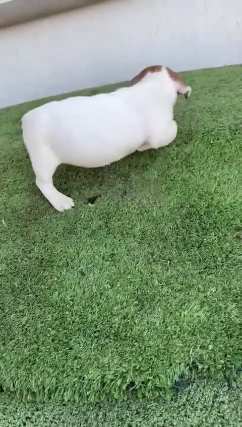 Jack Russell Terrier perros en venta: Jack Russell  - Video 3