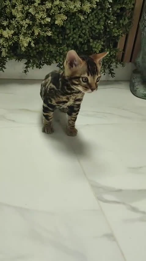 Bengalí gatos en venta: Bengalí hembra preciosa disponible  - Video 1