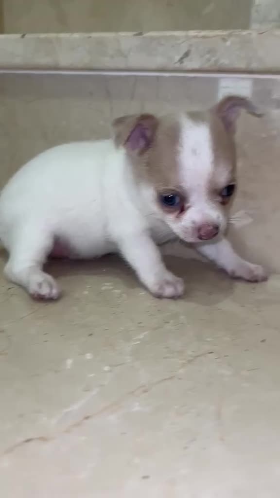 Chihuahua perros en venta: Chihuahua toy  - Video 1