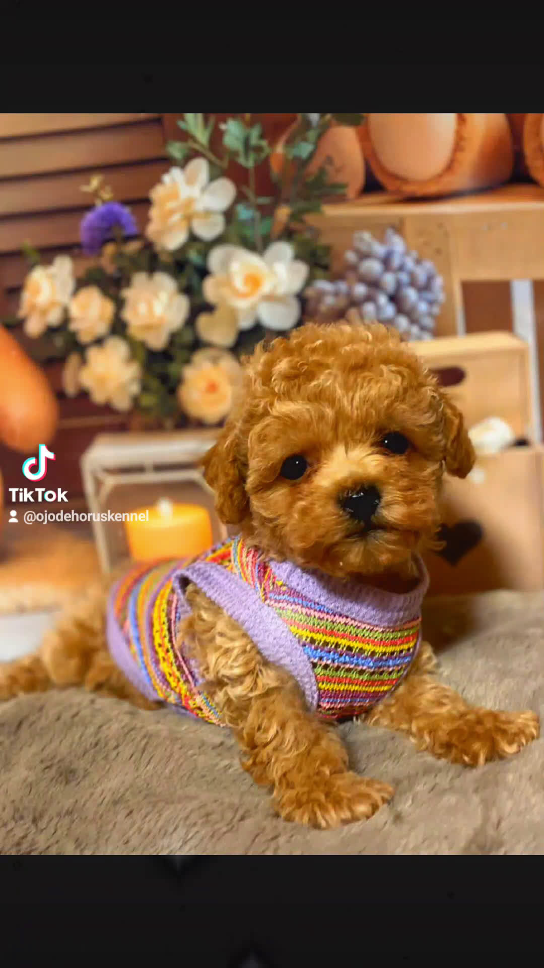 Caniche Toy perros en venta: Caniche rojo toy 🩷 - Video 1