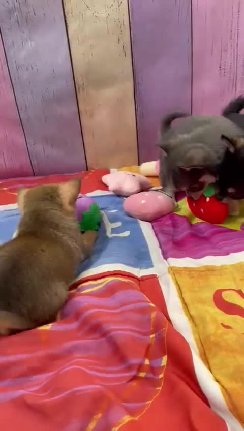 Pomchi perros en venta: Pomchi simpatiquísimos!!! - Video 2