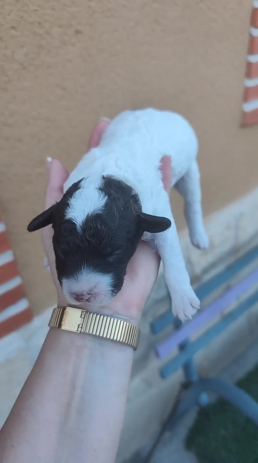 Perro de Agua Español perros en venta: Ultimo perro de aguas bicolor en Madrid - Video 3