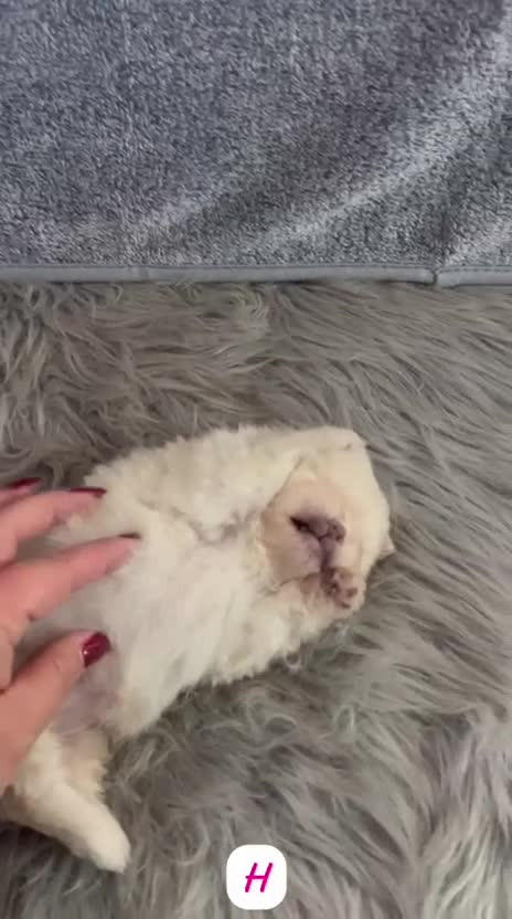 Pomerania perros en venta: POMERANIA MINI TOY BLANCA - Video 1