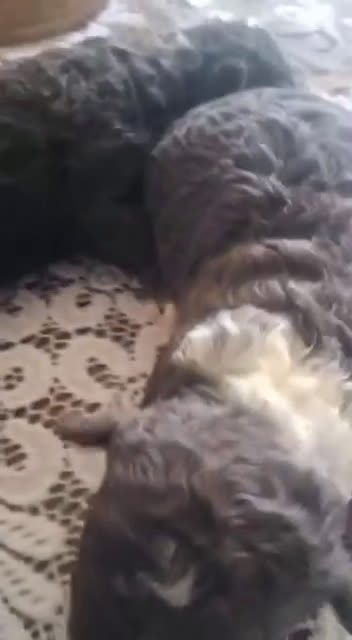 Perro de Agua Español perros en venta: Perros de agua bicolor en Álava - Video 2