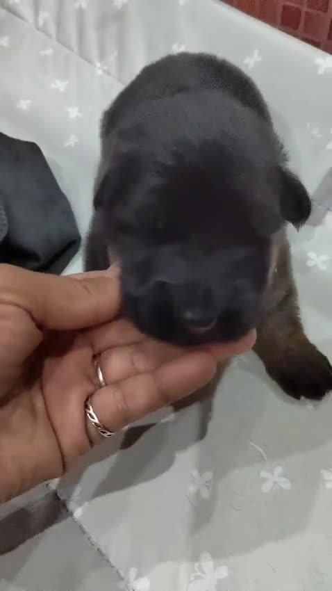 Pastor Alemán perros en venta: Último Cachorro  disponinle!! - Video 3