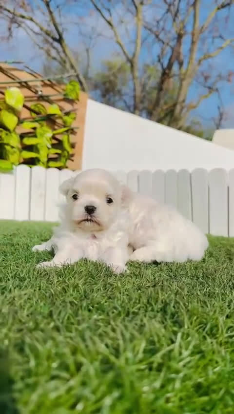 Bichón Maltés perros en venta: BICHON MALTES 100X100 COREANO - Video 4