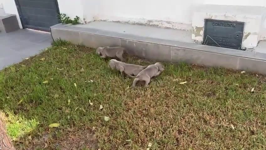 Weimaraner perros en venta: Braco de weimaner - Video 2