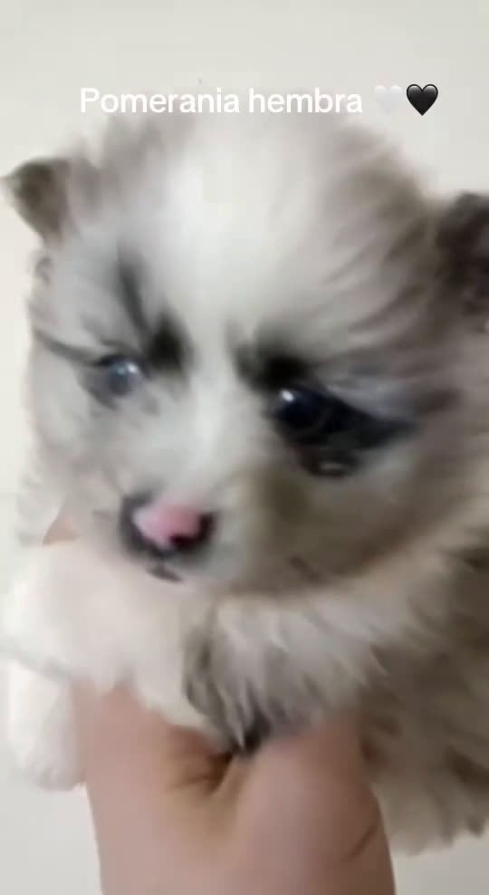 Pomerania perros en venta: Pomerania hembra merle - Video 1