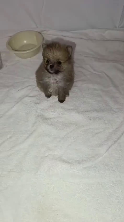 Pomerania perros en venta: MONERIA SÚPER TOY DE HEMBRITA POMERANIA  - Video 1