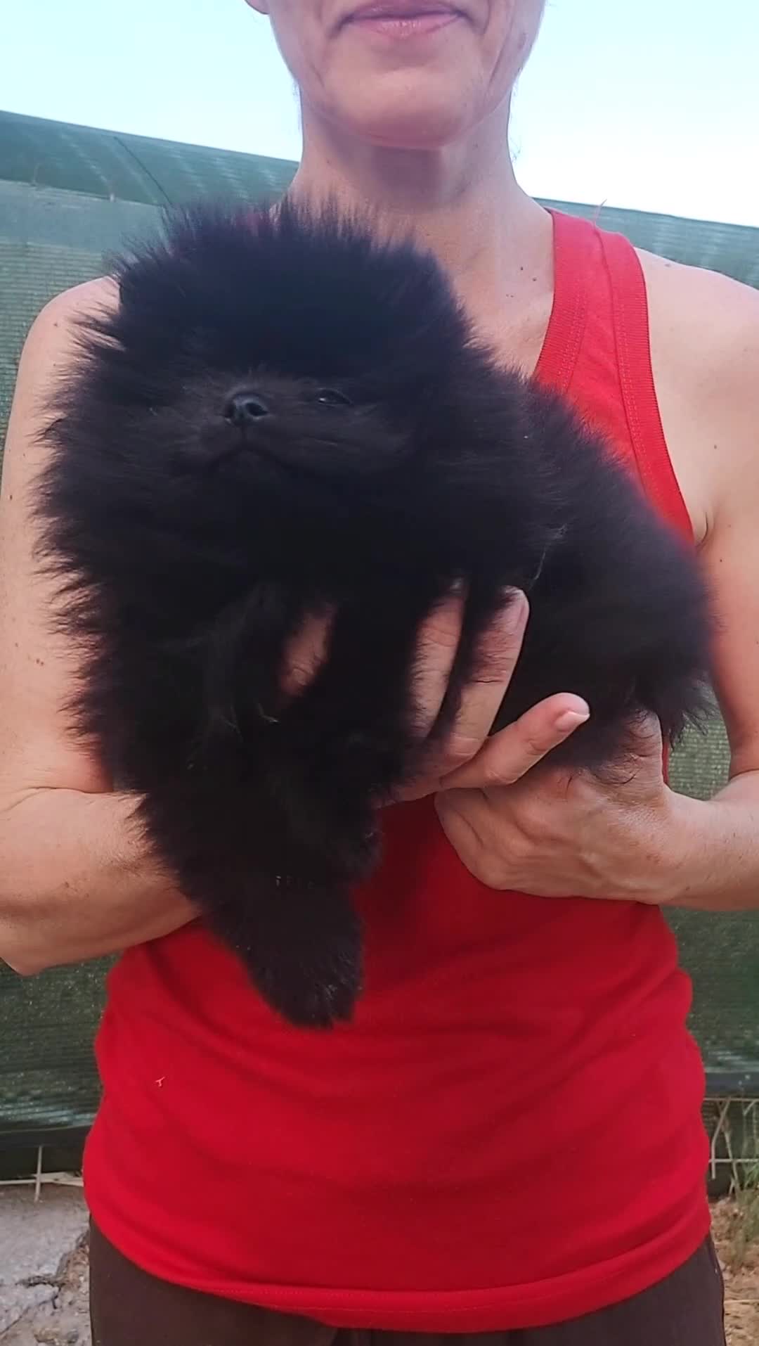 Pomerania perros en venta: POMERANIA - Video 2