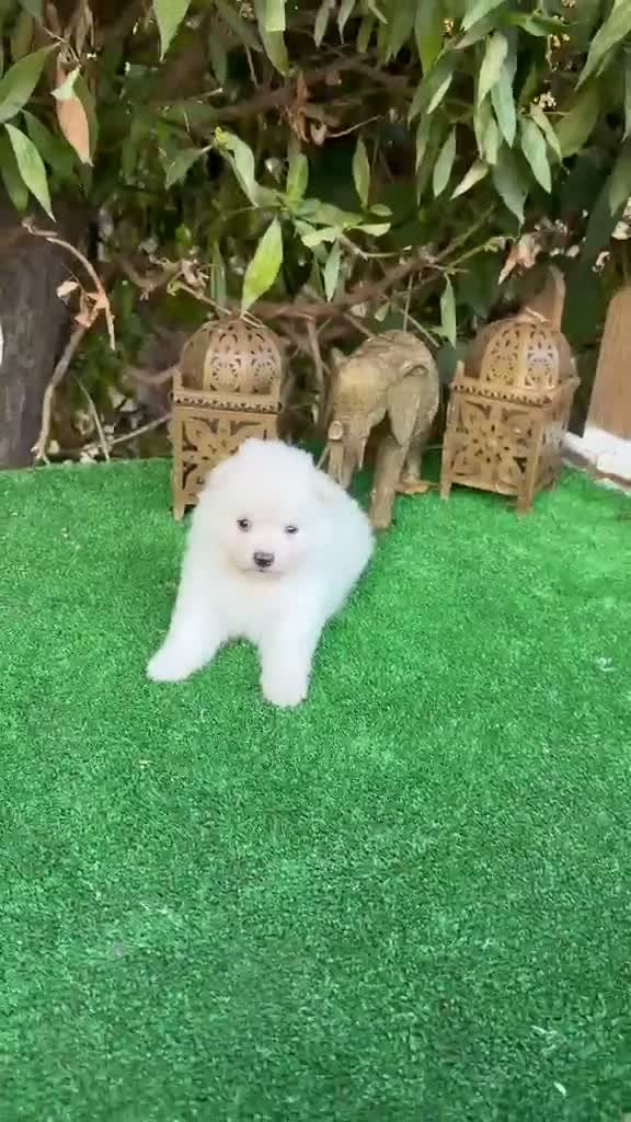 Pomerania perros en venta: Pomeranias lulu Toy ositos peluditos Blancos  - Video 2