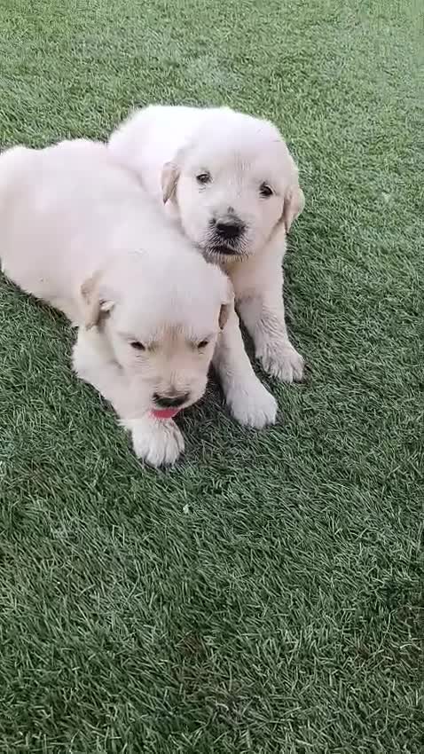 Golden Retriever perros en venta: Golden retriever machos y hembras  - Video 1