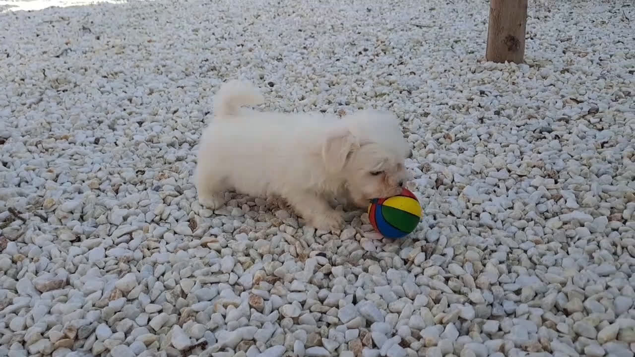 Bichón Maltés perros en venta: Bichon Maltes Mini  - Video 2