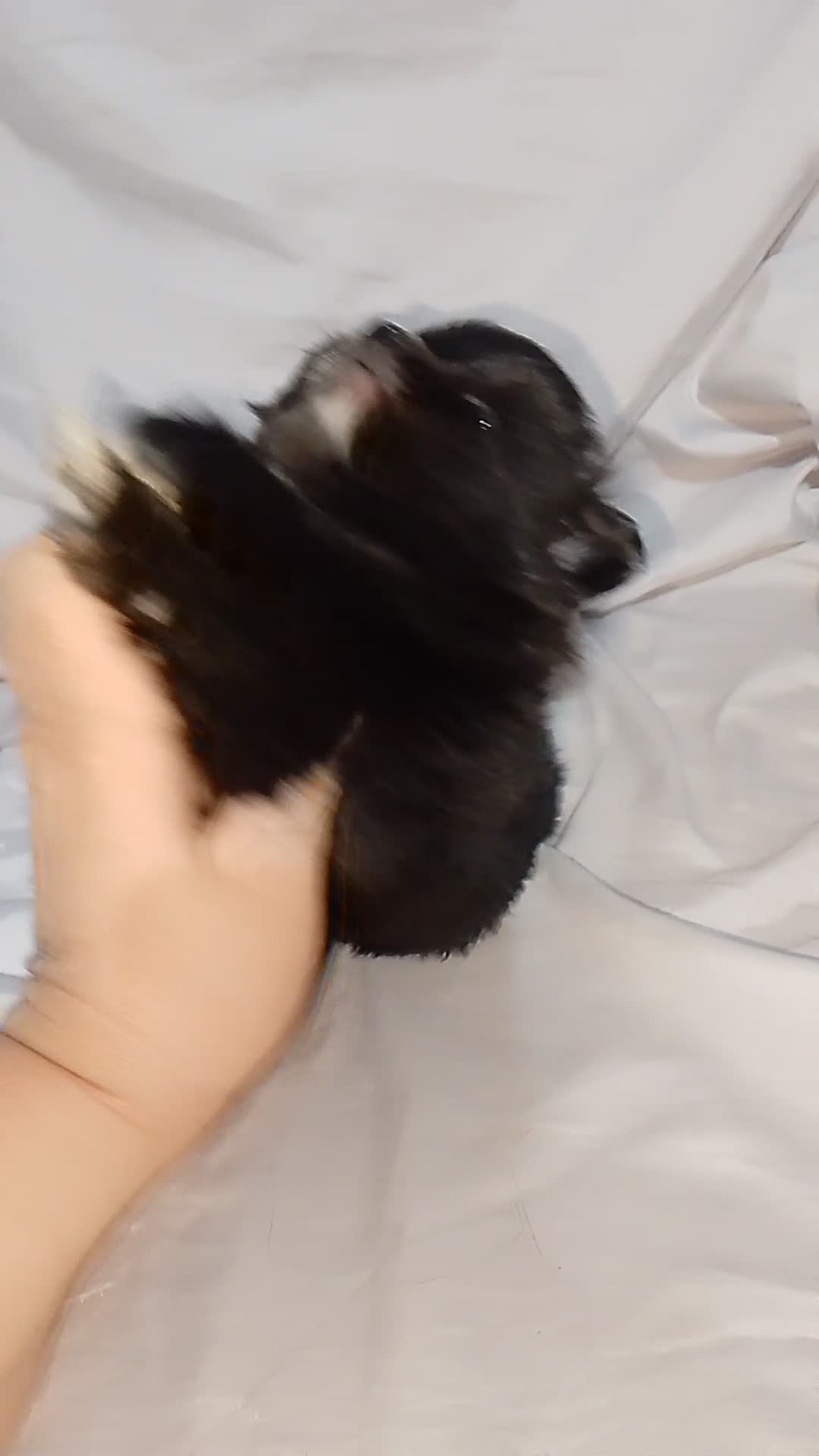 Pomchi perros en venta: Camada de pomchi  - Video 2