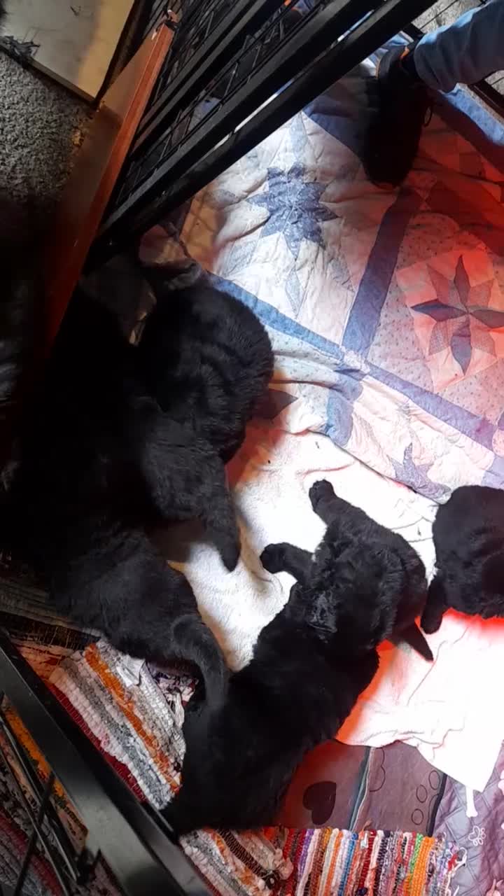 Terranova perros en venta: DISPONIBLES CACHORROS DE TERRANOVA - Video 1