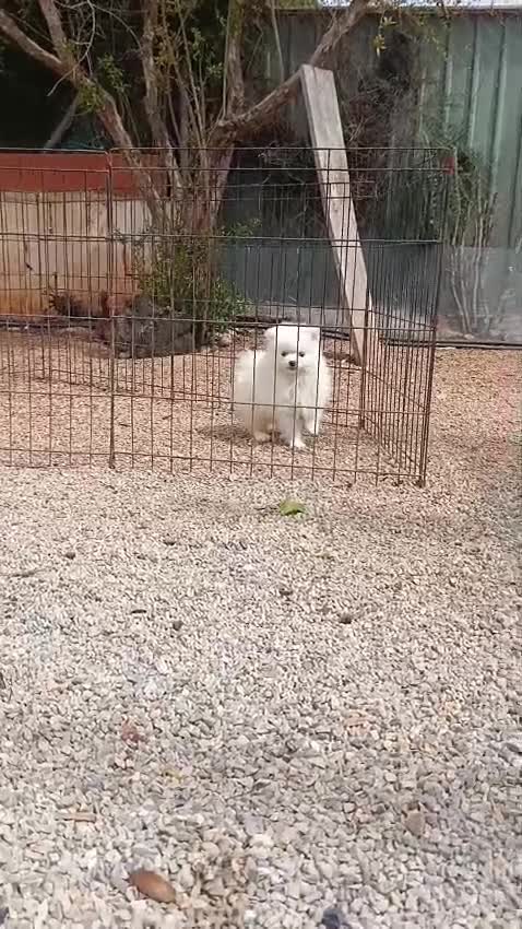 Pomerania perros en venta: Pomerania  - Video 1