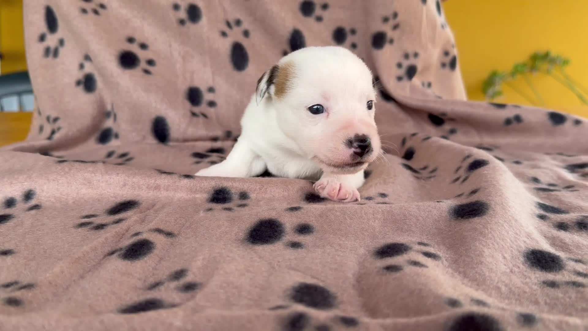 Jack Russell Terrier perros en venta: Cachorros de jack Russell disponibles - Video 2